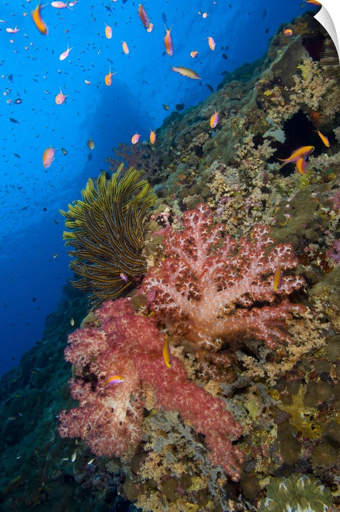 Red soft coral with crinoid and anthias fish, Papua New Guinea.