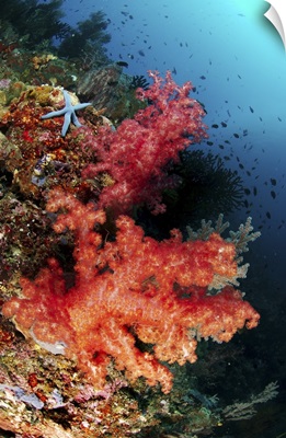 Red soft corals and blue leather sea star, North Sulawesi, Indonesia