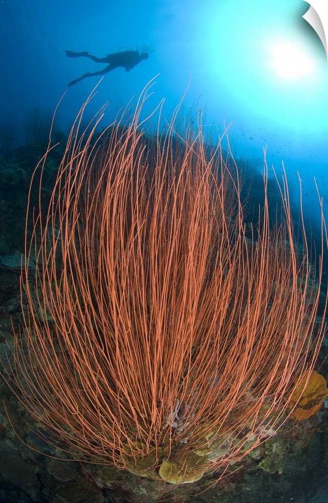 Red whip fan coral with diver, Papua New Guinea.