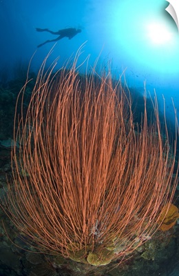 Red whip fan coral with diver, Papua New Guinea