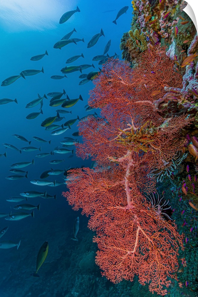Reef scene in Halmahera, Indonesia.