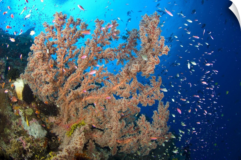 Reef scene with sea fan, Papua New Guinea.