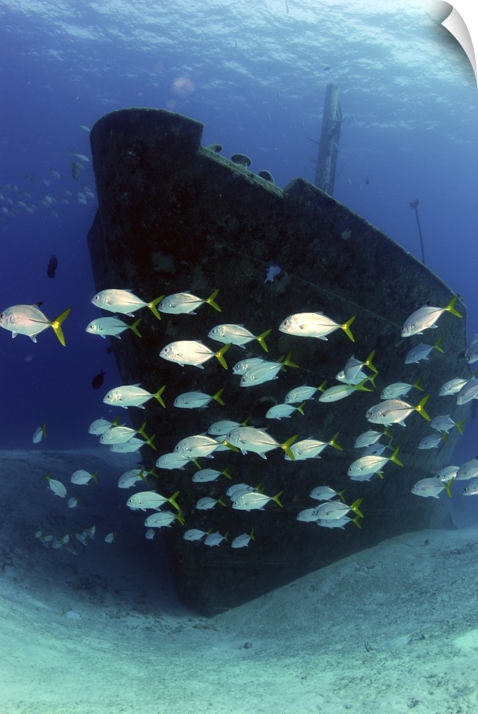 School of horse-eye jack fish swmming by the Ray of Hope shipwreck, Nassau, The Bahamas.