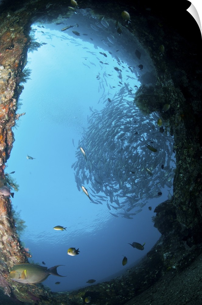 School of trevally seen through hole in the hull of Liberty Wreck, Bali, Indonesia.