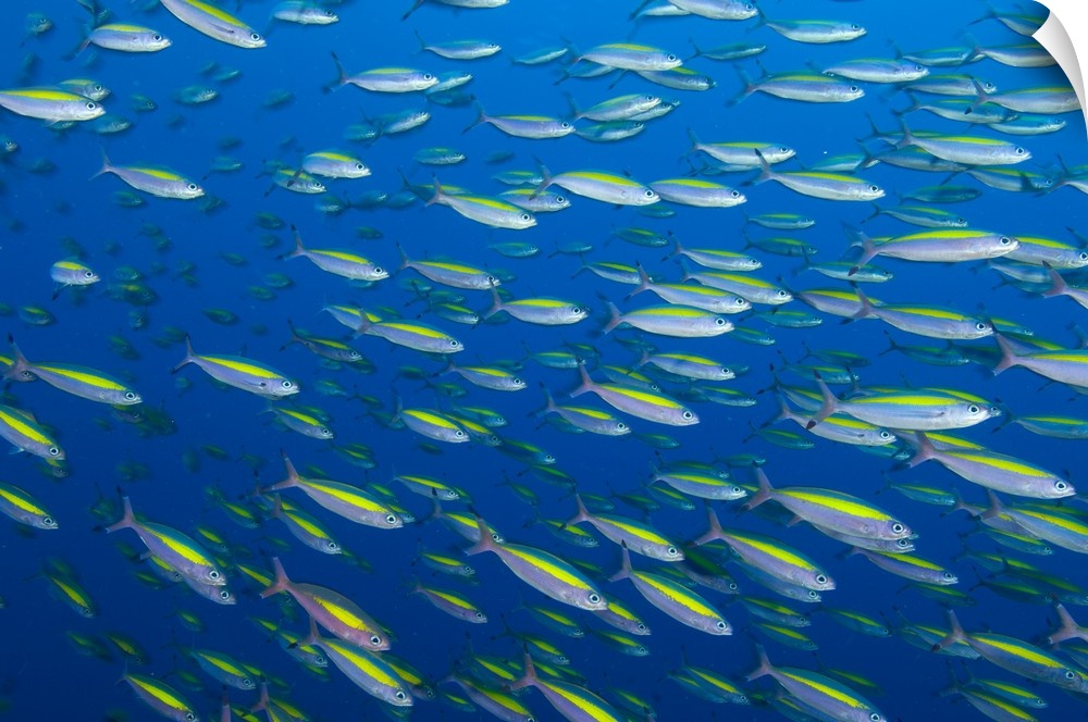 School of wide-band fusilier fish, Papua New Guinea.