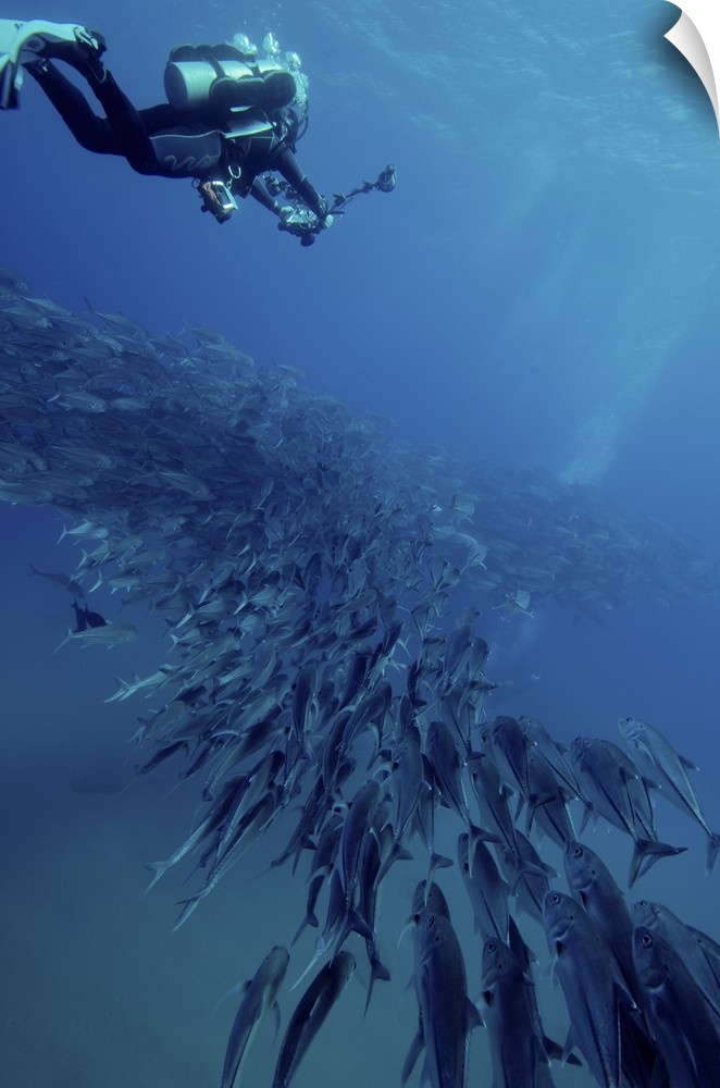Scuba diver swimming over a massive school of jack fish.