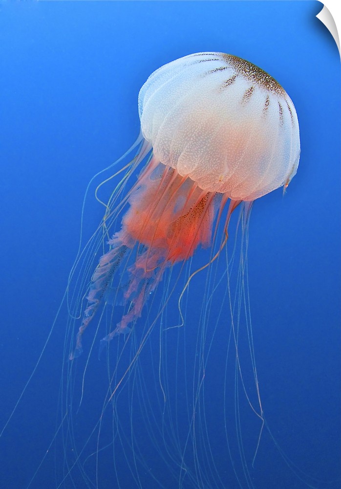 Sea nettle is host to a small shrimp in the Atlantic Ocean off the coast of North Carolina.
