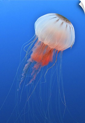 Sea nettle is host to a small shrimp in the Atlantic Ocean