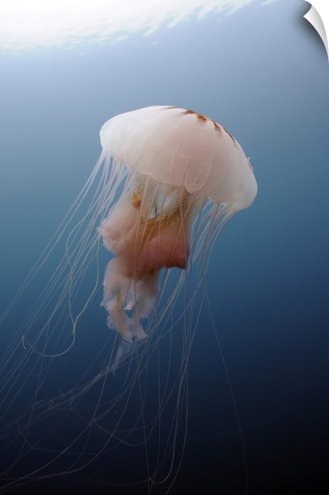 Sea Nettle Jellyfish in Atlantic Ocean.