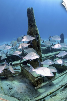 Silver grunts swmming around Treasure Wreck, Nassau, The Bahamas
