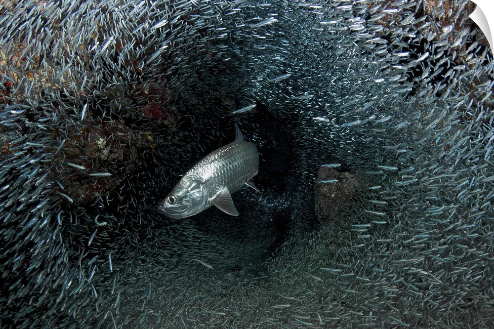 Silversides evading their prey, The Grotto, Grand Cayman.