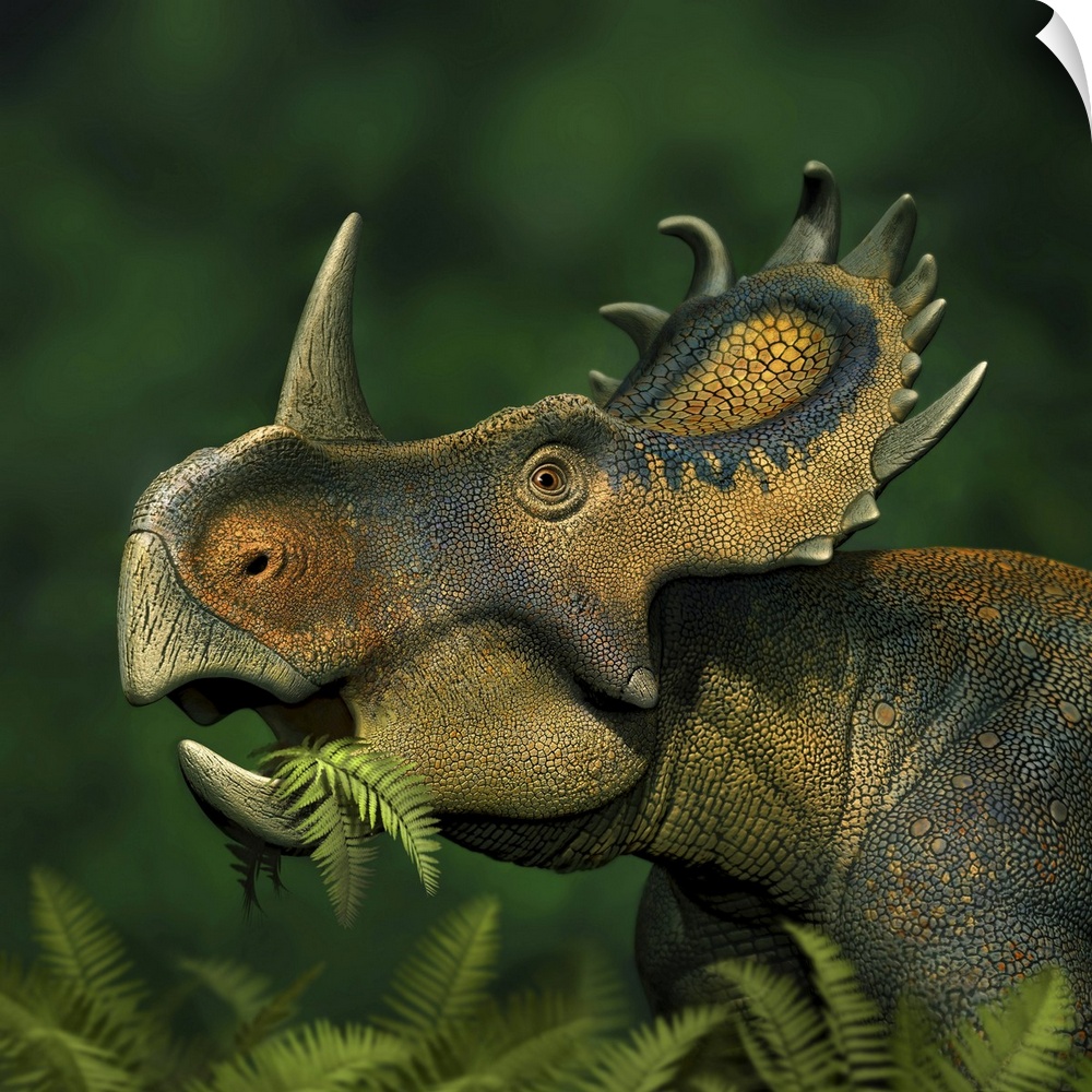 Sinoceratops dinosaur grazing on leaves.