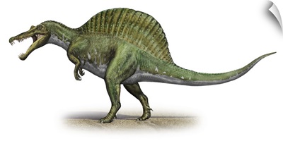 Spinosaurus aegyptiacus, a prehistoric era dinosaur