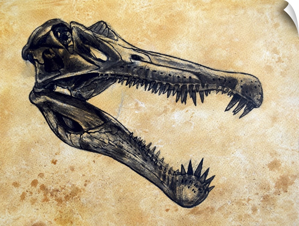 Spinosaurus dinosaur skull on textured background.