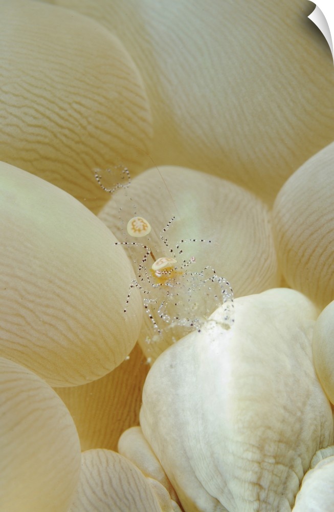 Spotted cleaner shrimp in beige bubble coral, North Sulawesi.