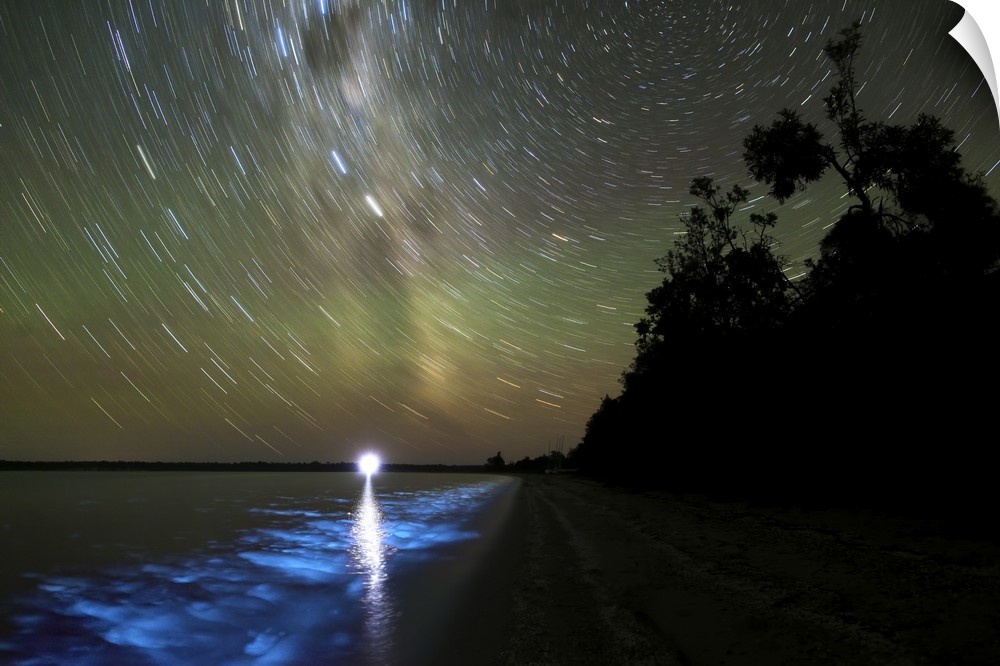 Star trails and bioluminescence, Gippsland Lakes, Australia.