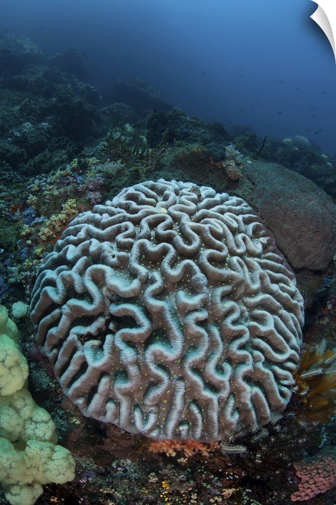 Stony coral on a reef in Sulawesi, Indonesia.