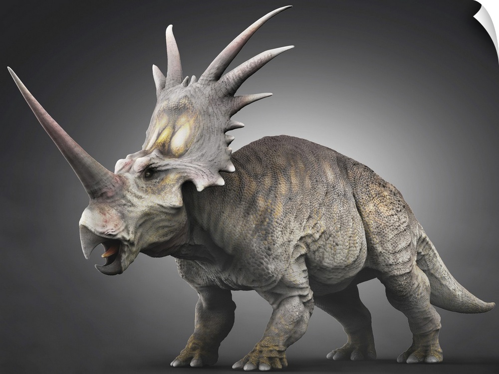 Styracosaurus dinosaur.