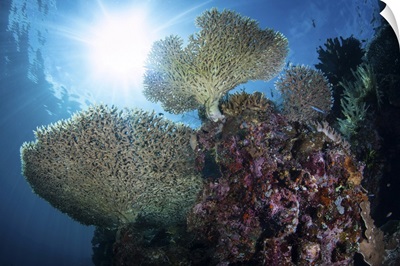 Sunlight Shines On Beautiful Corals In Raja Ampat, Indonesia
