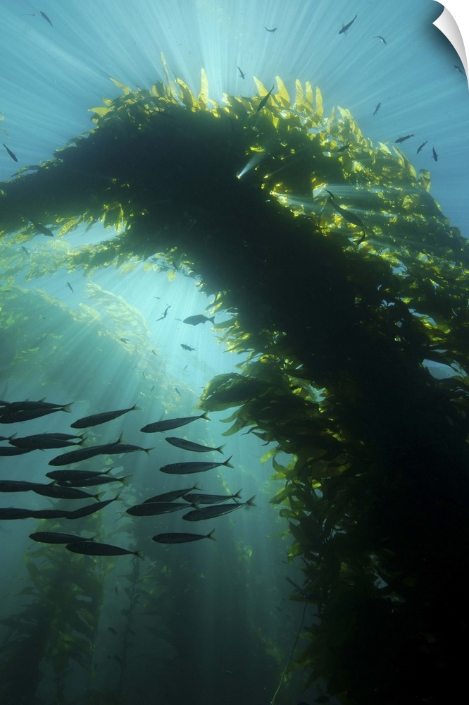 Sunrays shining through a cathedral of kelp.