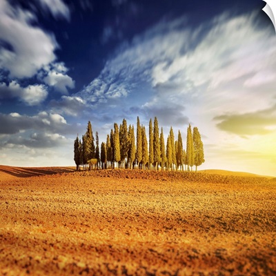 Sunset in a golden field with a row of cypress trees, Italy, Tuscany