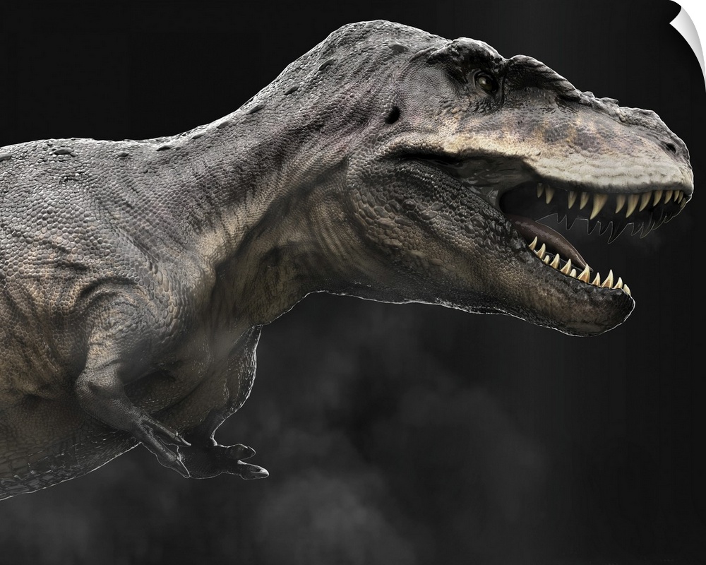 Tarbosaurus dinosaur, profile view.