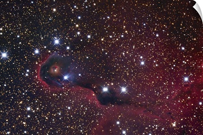 The Elephant Trunk Nebula