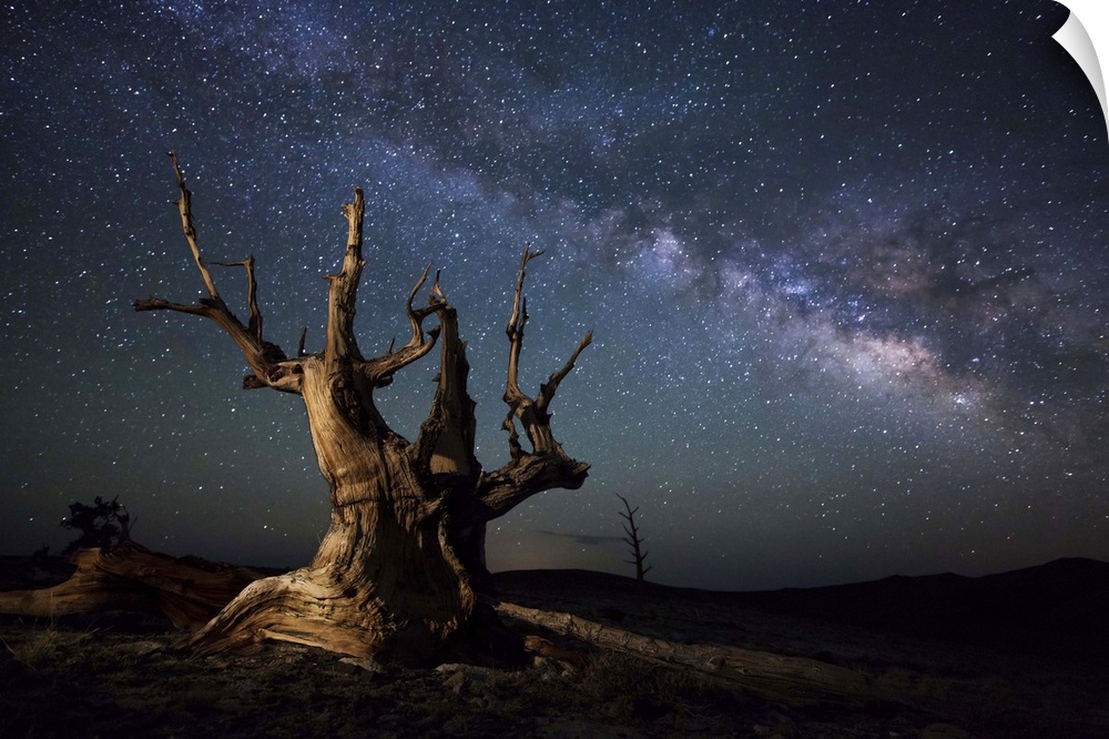 The Milky Way and a dead bristlecone pine tree high atop a dolomite ridge in the White Mountains, California.