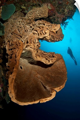 The Salvador Dali sponge with intricate swirling surface pattern, Indonesia