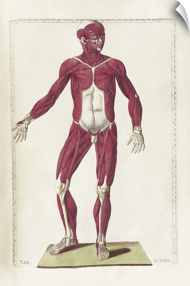 The science of human anatomy by Bartholomeo Eustachi.