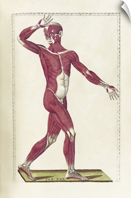 The science of human anatomy by Bartholomeo Eustachi