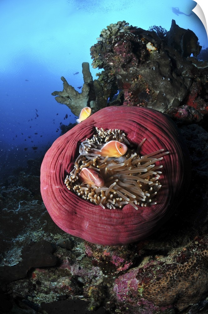 Three pink anemonefish in a circular pink anemone, North Sulawesi.