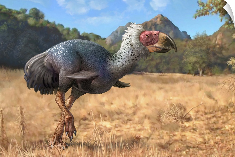 Titanis walleri, a flightless carnivorous bird from the Pleistocene epoch.
