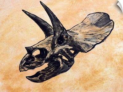 Triceratops dinosaur skull