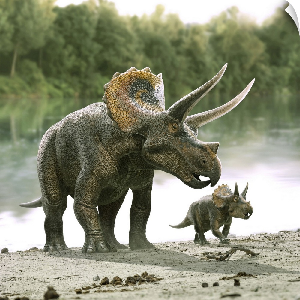 Triceratops dinosaur with his calf.
