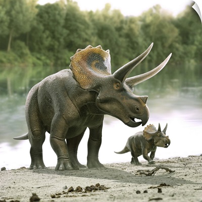 Triceratops Dinosaur With His Calf