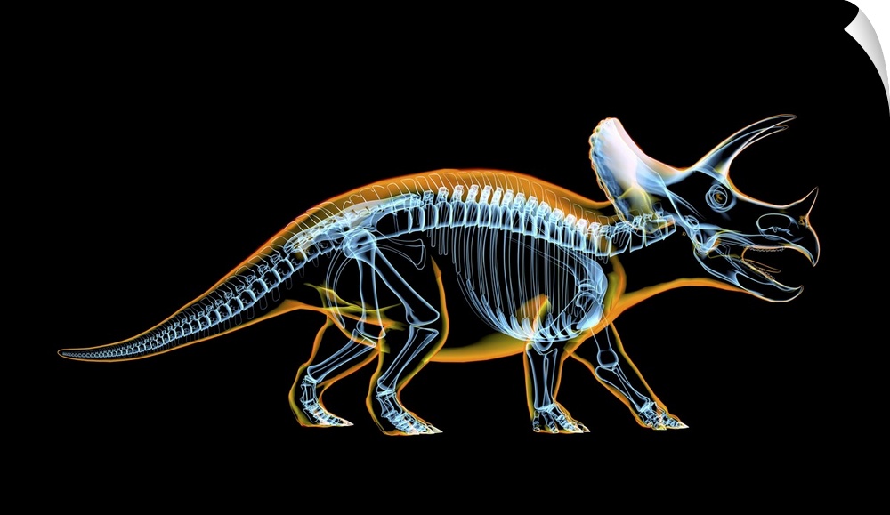 Triceratops skeleton with x-ray effect.