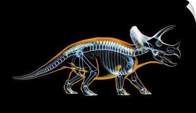 Triceratops Skeleton With X-Ray Effect