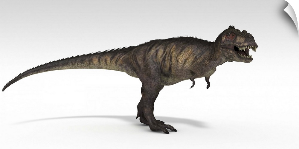 Tyrannosaurus Rex, white background.