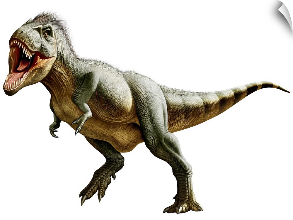 Tyrannosaurus Rex, a genus of coelurosaurian theropod dinosaur of the Upper Cretaceous period.