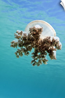 Upside down jellyfish in Caribbean Sea