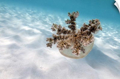 Upside down jellyfish over sand in Caribbean Sea