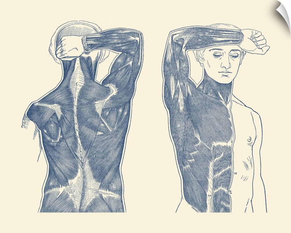 Vintage anatomy print showing a front and back view of the muscular system.