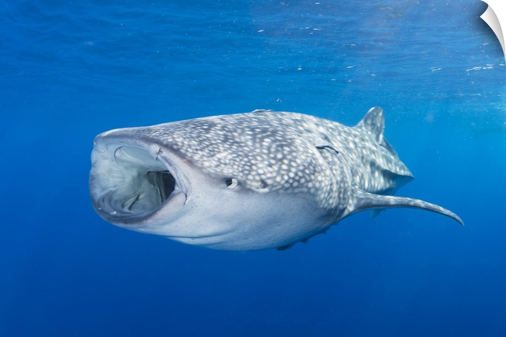 Whale shark descending to the depths with mouth wide open.