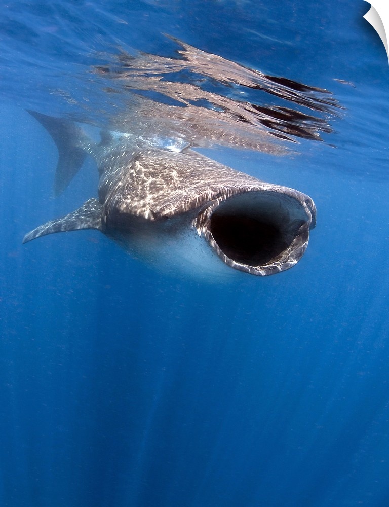Whale shark feeding off the coast of Isla Mujeres, Mexico.