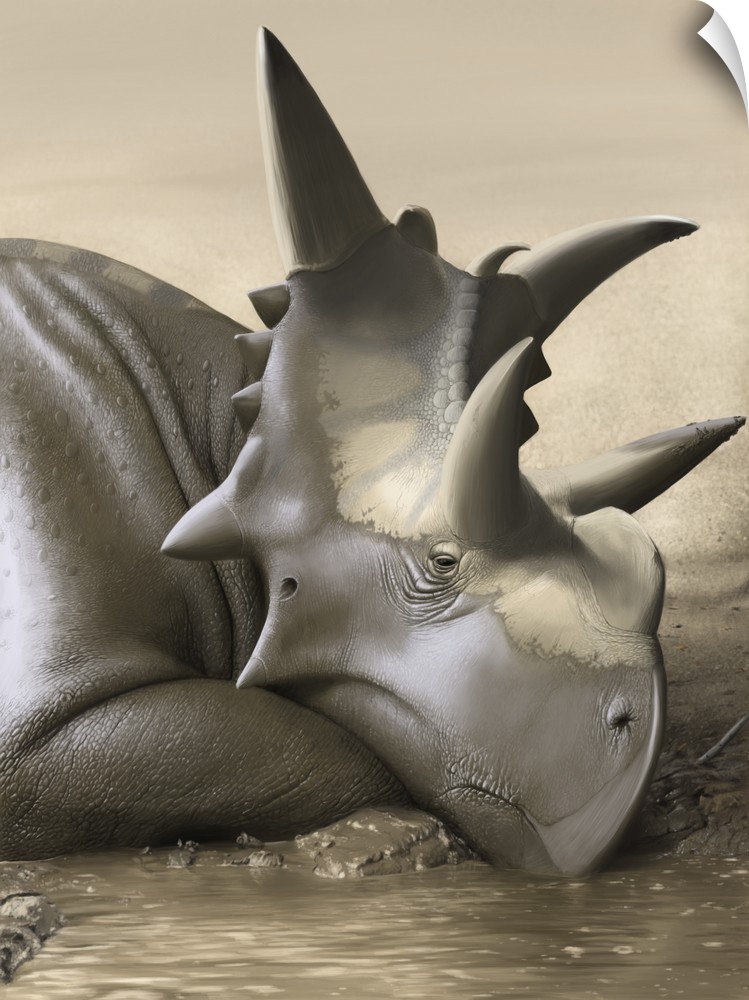 Xenoceratops foremostensis relaxing in a mud puddle.
