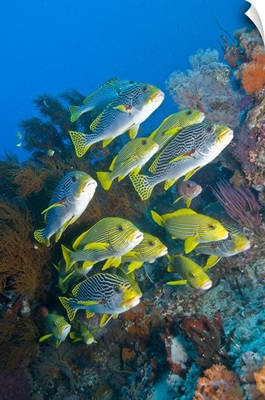 Yellow and blue striped sweeltip fish, Komodo, Indonesia