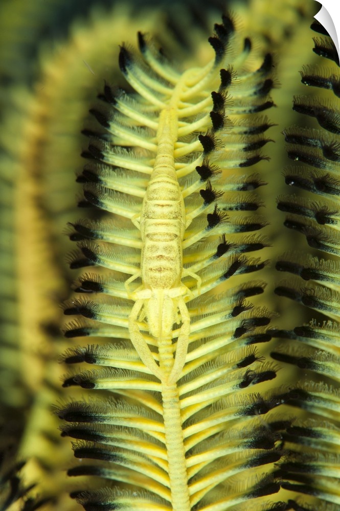 Yellow commensal shrimp on crinoid.