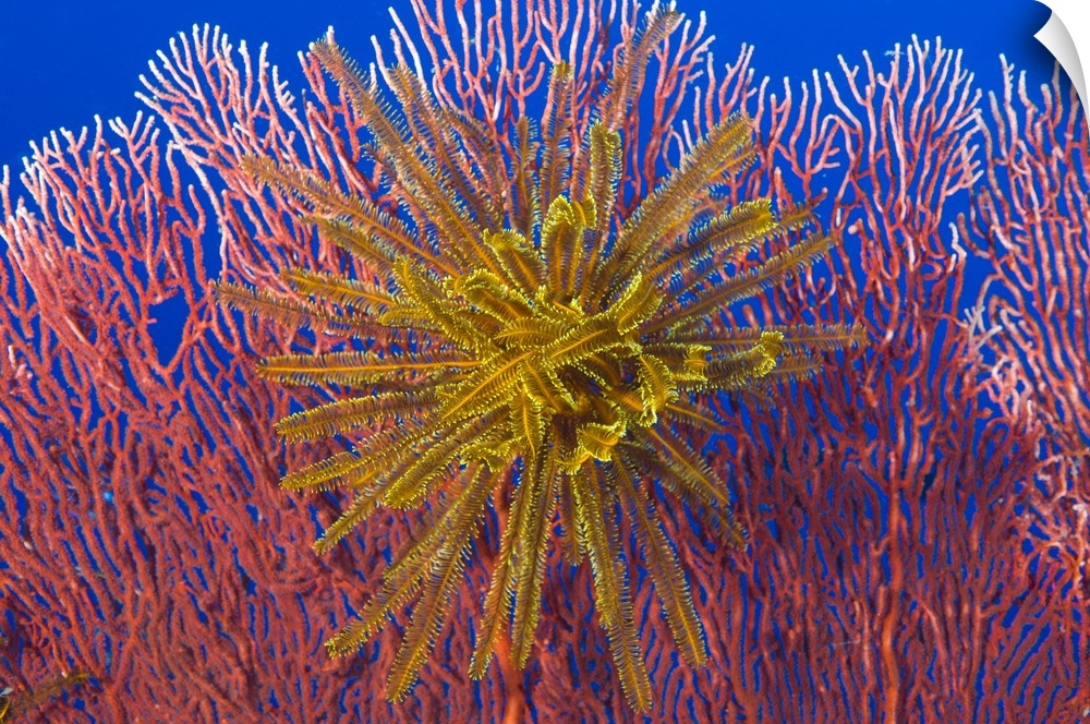 Yellow feather star on red sea fan, Papua New Guinea.