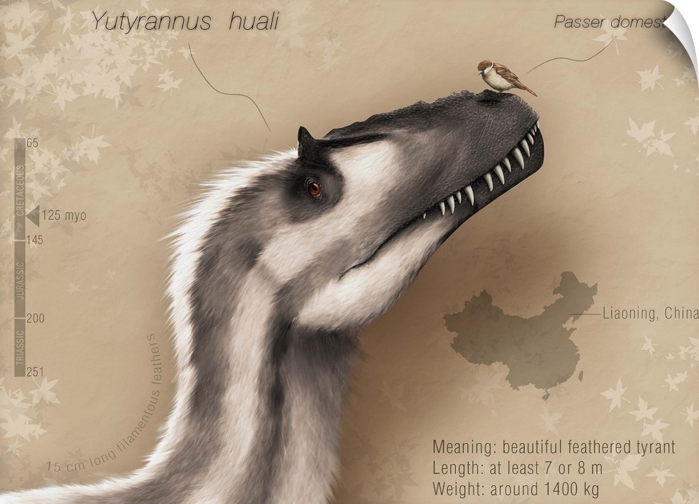 Yutyrannus huali is a feathered tyrannosauroid from the Early Cretacous of China.